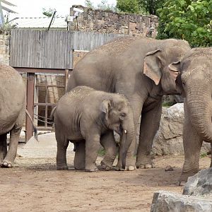 Asian elephant group 1