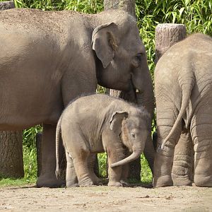 Asian elephant group 2