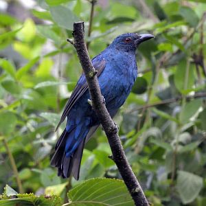 Asian fairy bluebird female