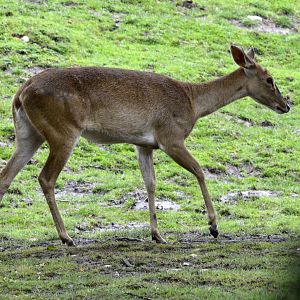 Burmese brow antler deer