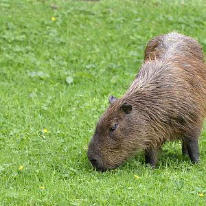 Capybara