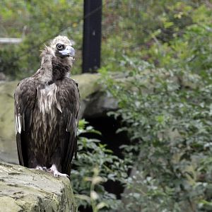 European black vulutre