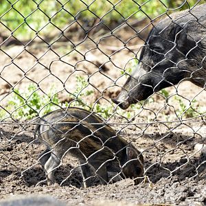 Piglet (visayan warty pig)