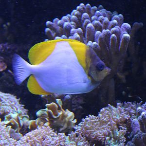 Pyramid butterflyfish - Hemitaurichthys polylopis