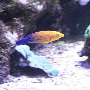 Blue-tailed wrasse - Anampses femininus