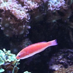 Deepwater wrasse - Cirrhilabrus bathyphilus