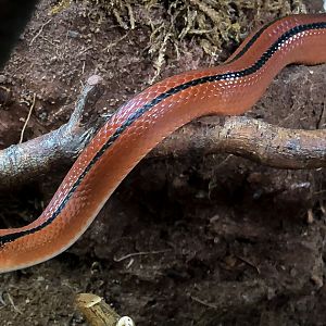 Red bamboo rat snake : Hamerton : 16 Aug 2020