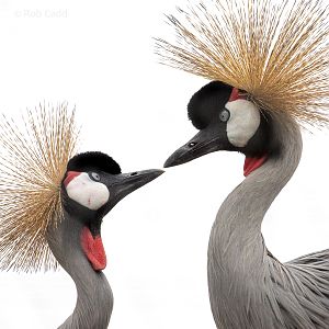 Grey crowned-crane (Eastern grey crowned-crane) : Hamerton : 16 Aug 2020