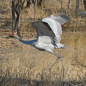 Brolga