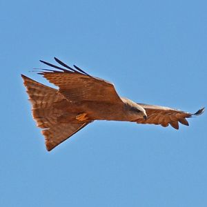 Square-tailed kite