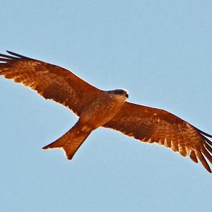 Black kite. (Fork tailed)
