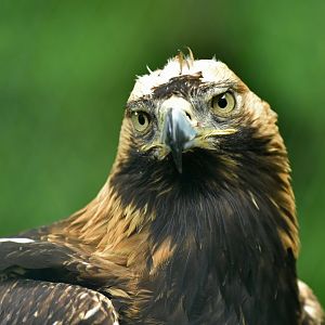 Eastern imperial eagle (Aquila heliaca)