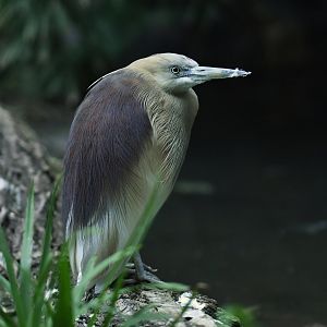Javan pond heron (Ardeola speciosa)