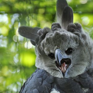 Harpy eagle (Harpia harpyja)