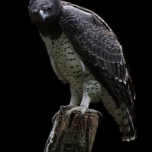 Martial eagle (Polemaetus bellicosus)