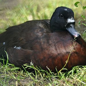 Hartlaub's duck (Pteronetta hartlaubii)