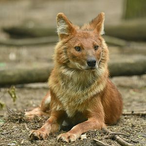 Dhole (Cuon alpinus)