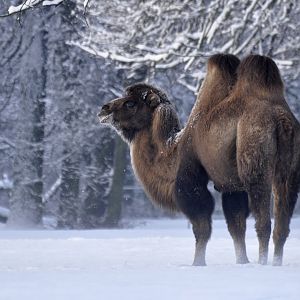 Bactrian camel (Camelus bactrianus)