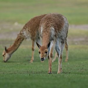 Vicuña (Vicugna vicugna)