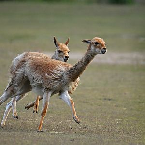 Vicuña (Vicugna vicugna)