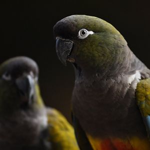 Patagonian Conure (Cyanoliseus patagonus)