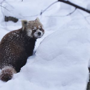 Red panda (Ailurus fulgens)