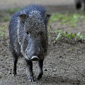 Chacoan peccary (Catagonus wagneri)
