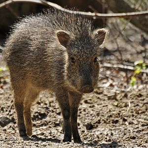 Chacoan peccary (Catagonus wagneri)