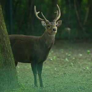 Bawean deer (Axis kuhlii)