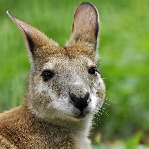 Agile wallaby (Macropus agilis)