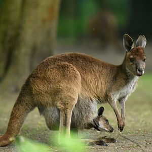 Western grey kangoroo (Macropus fuliginosus melanops)