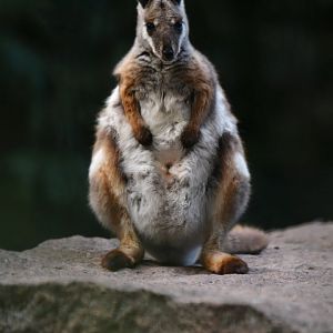 Yellow-footed rock wallaby (Petrogale xanthopus xanthopus)