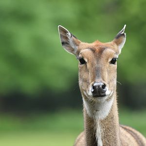 Nilgai (Boselaphus tragocamelus)