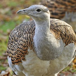 Great bustard (Otis tarda)