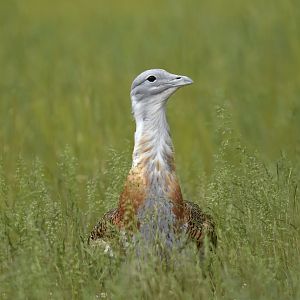 Great bustard (Otis tarda)