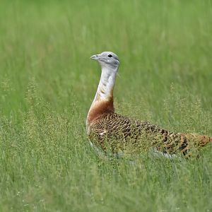 Great bustard (Otis tarda)
