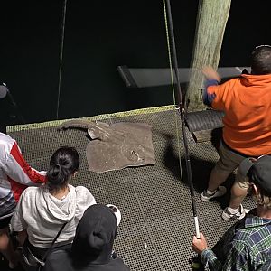 Melbourne Skate (Spiniraja whitleyi)