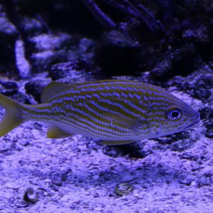 French grunt - Haemulon flavolineatum