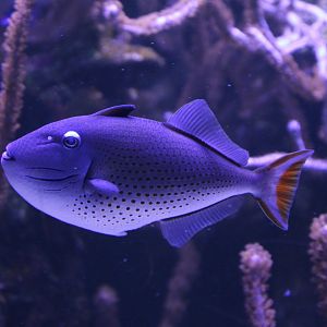 Sargossum triggerfish - Xanthichthys ringens