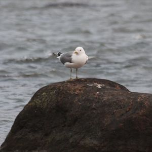 seagull on rock