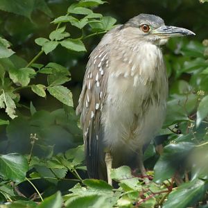Juvenile night heron, August 2020