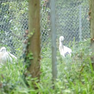 Oriental white stork, August 2020