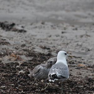 Common gull?