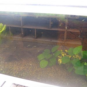 Nordsjællands Fuglepark - Fish tank #1