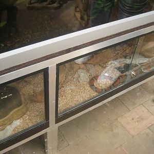 Nordsjællands Fuglepark - Milk snake exhibit