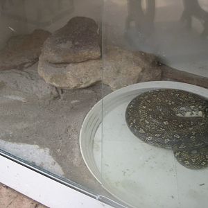 Nordsjællands Fuglepark - Python exhibit