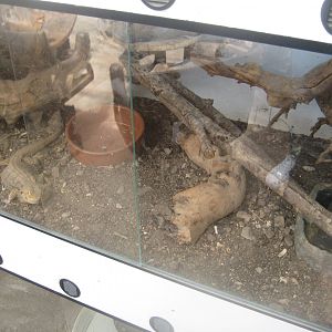 Nordsjællands Fuglepark - Central bearded dragon exhibit