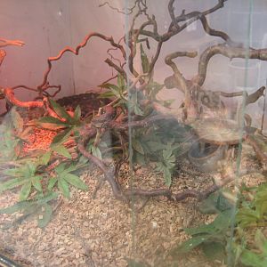 Nordsjællands Fuglepark - Shingleback skink exhibit