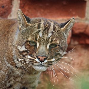 Asian Golden Cat, August 2020