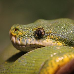 Green Tree Python, August 2020